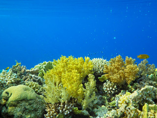 Underwater world with coral and tropical fish, coral reef life, colorful corals, landscape 