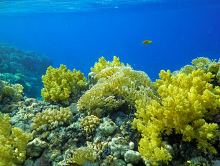 Fototapeta na wymiar Underwater world with coral and tropical fish, coral reef life, colorful corals, landscape 