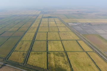 Fototapeta premium Growing rice on flooded fields. Ripe rice in the field, the begi