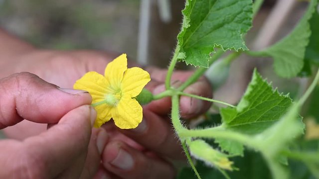 farmer mix pollen melon in Melon Garden 4K footage