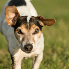 Portrait of a 12 years old Jack Russell Terrier dog outdoor in nature.