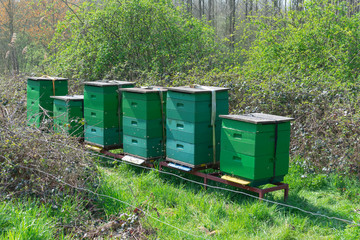 Six green beehives with busy bees that fly in and out