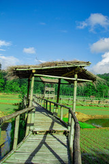 Fototapeta na wymiar sukorame rice field, a bridge made of bamboo