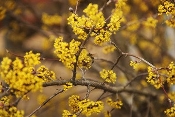 A tree is blooming. Dogwood. Wasp on a tree