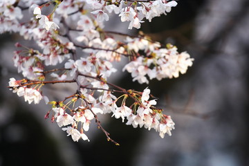 桜