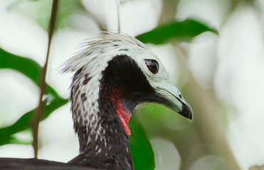 Close up on a Red-throated piping guan bird between leaves of a tree. Bird also known as Cujubi (jacu) in Brazil.