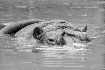 Fototapeta premium Big hippo swimming on water with just the head and back out of water. Black and white photo.