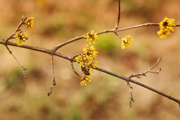 A tree is blooming. Dogwood. Wasp on a tree
