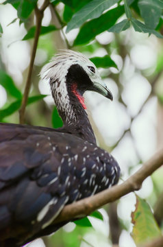 Close up on a Red-throated piping guan bird between leaves of a tree. Bird also known as Cujubi (jacu) in Brazil.