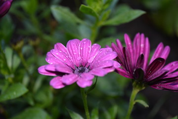 Obraz premium flower bloom spring bud petal garden green background macro