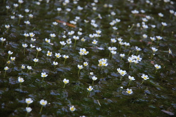  flower bloom spring bud petal garden green background macro