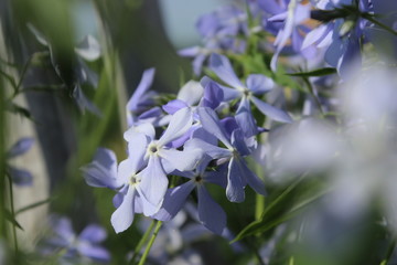  flower bloom spring bud petal garden green background macro