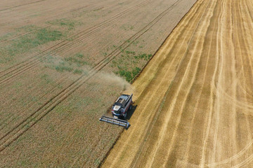 Harvesting wheat harvester