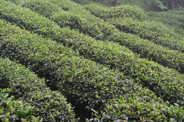Fototapeta na wymiar Tea field (China)