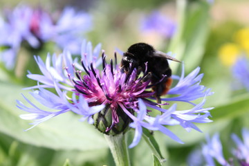 bumblebee flower bloom spring bud petal garden green background macro