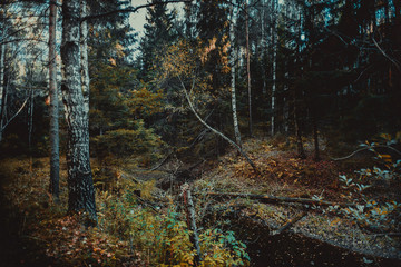 Fototapeta premium Small river in autumn forest