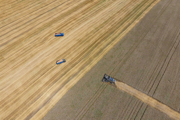 Harvesting wheat harvester