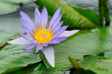 Victoria Regia flower - Nymphaeaceae / Nymphaea (Director GT Moore) flower is a family of flowering plants, commonly called water lilies. Close-up. Copy space. Background with green leaves.