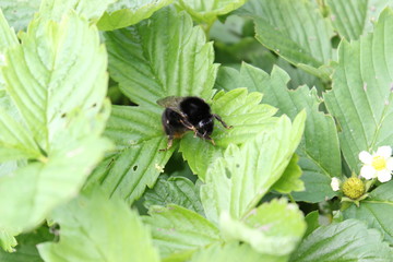 bumblebee flower bloom spring bud petal garden green background macro