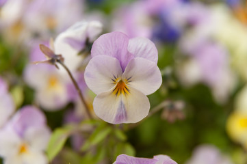 Viola Rose Pink Flower (Pansy) Close-up. Background blurred with various flowers.