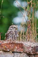Little owl (Athene noctua)