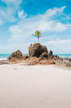 View of Praia de Tambaba beach, Costa do Conde. Famous beach by the coconut tree that grew on top of a rock. Beautiful Brazilian northeast beach. Conde PB, brazil.