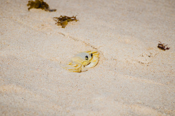 Atlantic ghost crab - Ocypode Quadrata on the beach sand. Also known as Maria-Farinha in Brazil, white-yellowed color.  Crustacean found at Brazilian Northeast.