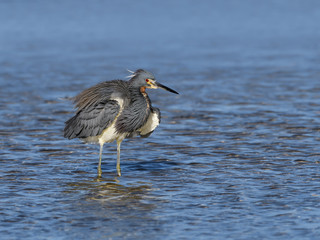Puffy Tricolored Heron Standing on the Pond