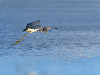 Tricolored Heron Taking Off from The Pond