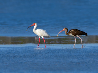 American White Ibises Foraging and Resting on the Pond