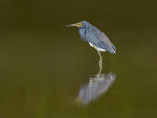 Tricolored Heron with Reflection on Green Background