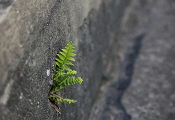 Fern plants growing on a solid surface.