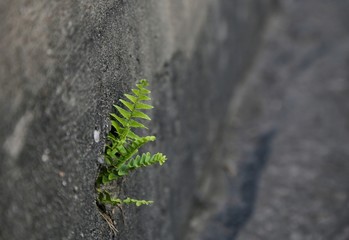 Fern plants growing on a solid surface.