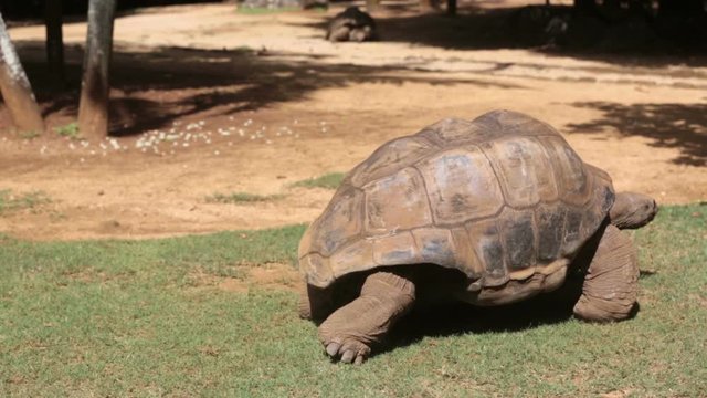 Happy family, toddler, older children and parents, feeding giant tortoises in a exotic park on Mauritius island. Big turtle and kids