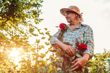 Senior woman is proud of her roses in garden. Elderly retired woman enjoying hobby
