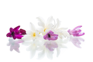 colorful flowers of hyacinth on white background
