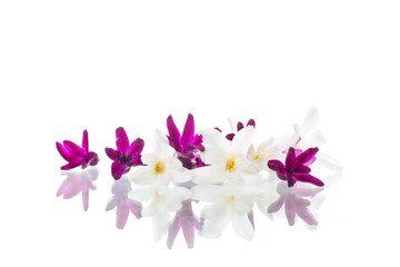 Obraz na płótnie Canvas colorful flowers of hyacinth on white background