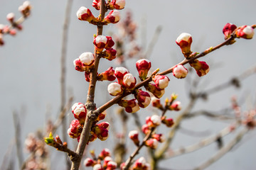 spring apricot buds