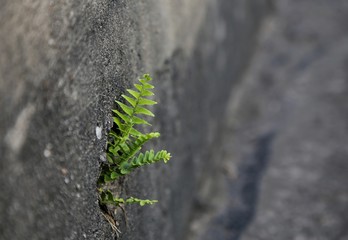 Fern plants growing on a solid surface.
