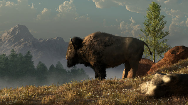 An American Bison, often called a buffalo, stands in profile on a grassy hillside in the wilderness of the North American West. 3D Rendering.