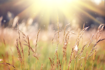 Natural summer background in the morning sun rays with soft blurred focus.