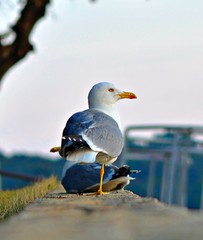 seagull on the beach