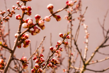 spring apricot buds