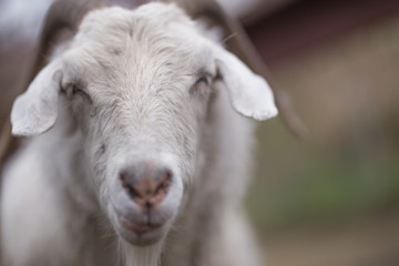 ほほえみをあなたに