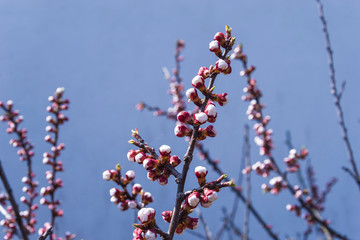 spring apricot buds