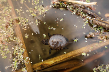 little newborn turtle swims in the lake
