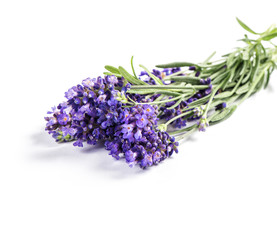 Lavender flowers bunch white background