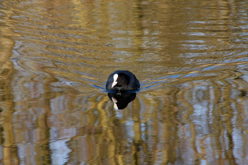 Ccommon coot (Fulica atra)