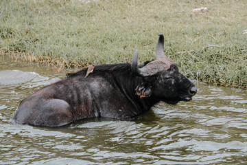 Buffalo in the water