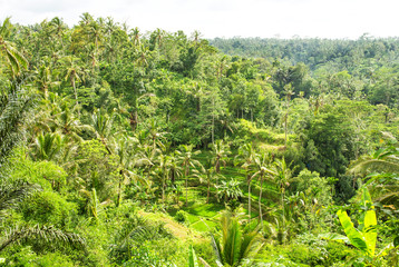 Fototapeta na wymiar Palm trees green rice filed Tropical jungle landscape